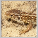 Lacerta agilis - Zauneidechse w17.jpg